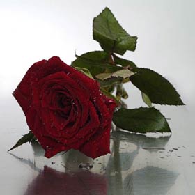 Boxed Standard Long Red Roses